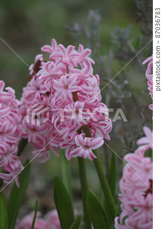 Hyacinth 87036783