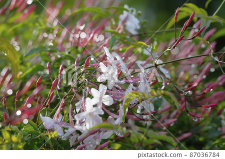 Hagoromo Jasmine 87036784