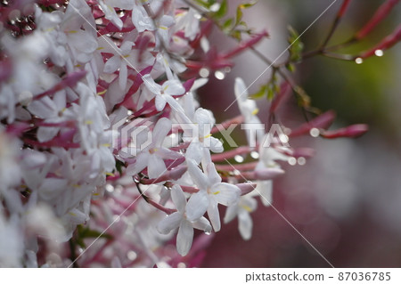 Hagoromo Jasmine Hagoromo Jasmine 87036785