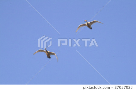 Sky date Sky date 87037023