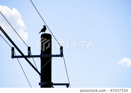 Crow perched on a telephone pole Crow perched on a telephone pole 87037104