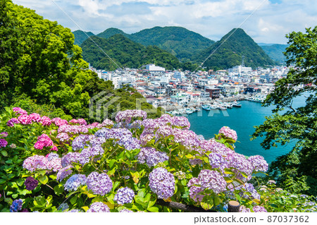 靜岡縣下田市下田公園-盛開的繡球花- 87037362