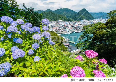 靜岡縣下田市下田公園-盛開的繡球花- 靜岡縣下田市下田公園-盛開的繡球花- 87037363