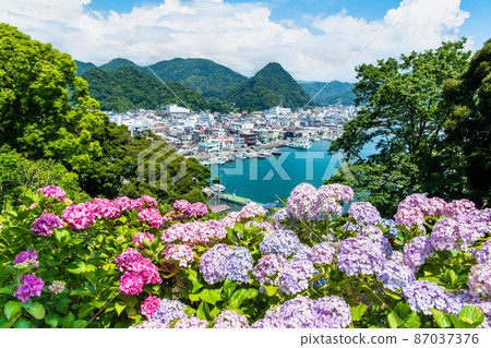 Shimoda Park, Shimoda City, Shizuoka Prefecture-Hydrangea in full bloom- 87037376