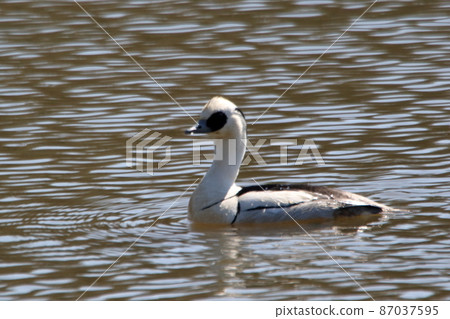 Miko Aisa Miko Aisa 87037595