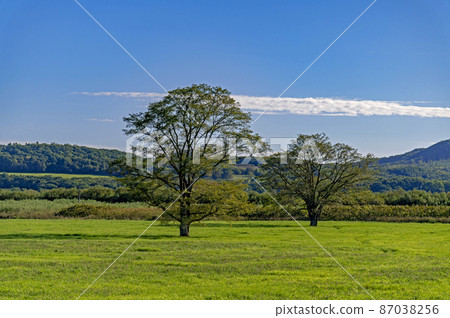 Harunire Tree 北海道十勝風景 87038256