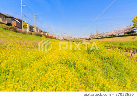New Year, rapeseed carpet New Year, rapeseed carpet 87038650