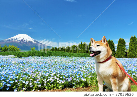 Nemophila and Shiba Inu in the blue sky and Mt. Fuji 87039626