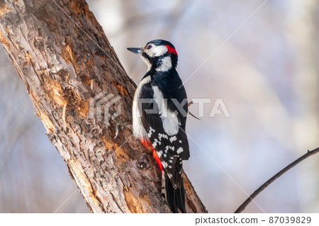 Little woodpecker sits on a tree trunk. The great spotted woodpecker, Dendrocopos major 87039829