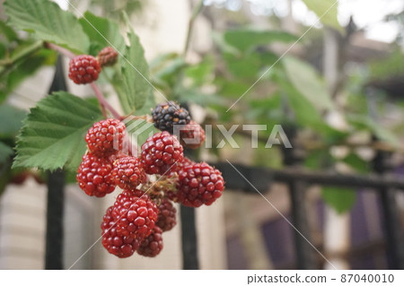 Blackberry Blackberry 87040010