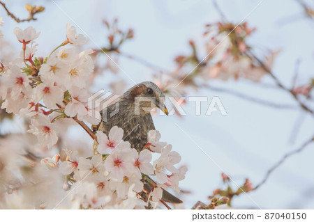 Bulbul and cherry blossoms in fine weather 87040150
