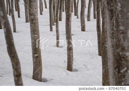 Beech forest waiting for spring Matsunoyama Beauty Forest, Tokamachi, Niigata Prefecture 87040701