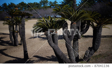 蘇鐵等到春天 87041136