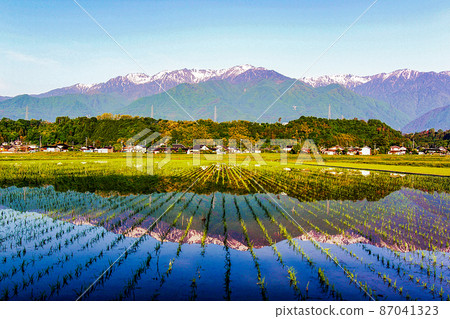 下平、駒根市、中央阿爾卑斯山的殘雪倒映在早苗的稻田中 87041323