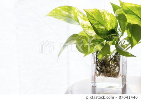 窗邊的新鮮綠蘿 87041440