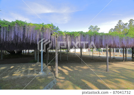 A view of the wisteria trellis in Nakayama, Yanagawa City, in full bloom A view of the wisteria trellis in Nakayama, Yanagawa City, in full bloom 87041732