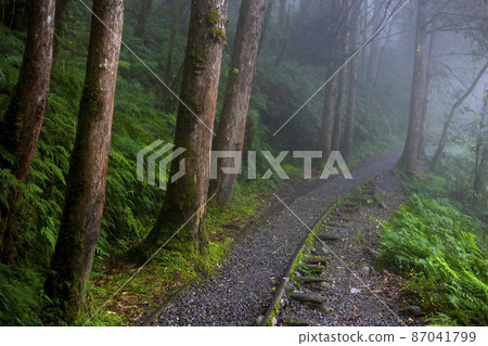 台灣，太平山，見晴古道，森林步道，台湾、太平山、江清古道、森の小道、forest trail, 87041799