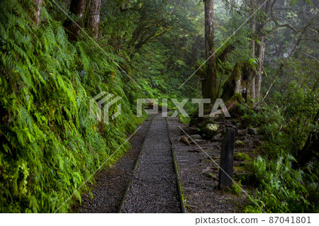 台灣，太平山，見晴古道，森林步道，台湾、太平山、江清古道、森の小道、forest trail, 87041801