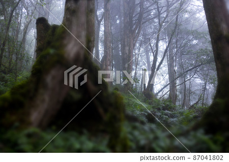 台灣，太平山，見晴古道，森林步道，台湾、太平山、江清古道、森の小道、forest trail, 87041802