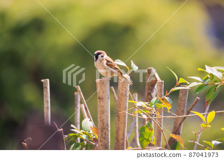 Sparrows in nature 87041973