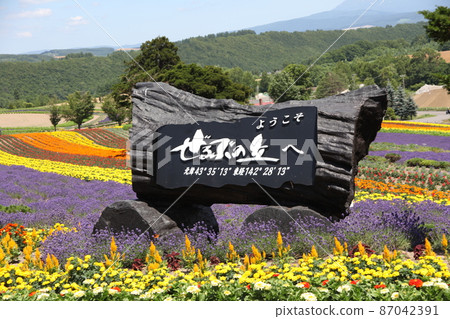 Zerubu Hill_Biei 87042391