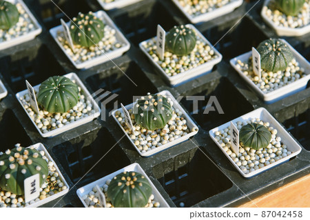 Cactus in nursery tray, Astrophytum asterias, Cactus is desert plant and popular indoor houseplant. 87042458