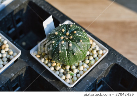 Cactus, Astrophytum asterias, Cactus is desert plant and popular indoor houseplant. Cactus, Astrophytum asterias, Cactus is desert plant and popular indoor houseplant. 87042459