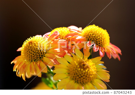 Kikumi的花 87043243