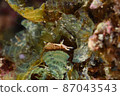 Rare Aplysia on Ishigaki Island Part ⑬ 87043543