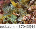 Rare Aplysia on Ishigaki Island Part ⑭ 87043544