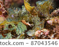 Rare Aplysia on Ishigaki Island Part ⑮ 87043546