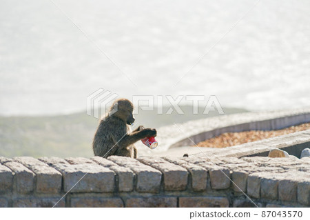 Cape of Good Hope 87043570