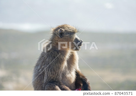Cape of Good Hope 87043571