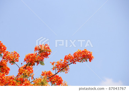 Bush of orange flowers blooming and sky. 87043767
