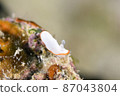 Bonbori Iroumiushi on Ishigaki Island 87043804