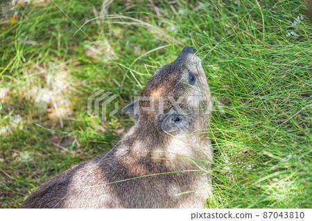 Table Mountain Cape Hilux Table Mountain Cape Hilux 87043810