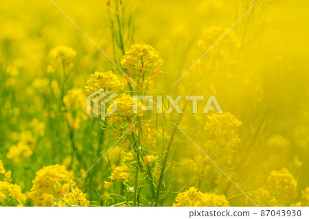 油菜花背景 油菜花背景 87043930