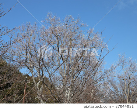 A park 5 minutes from the station Seishin Central Park Kobe City Nishi-ku Park Winter 87044051