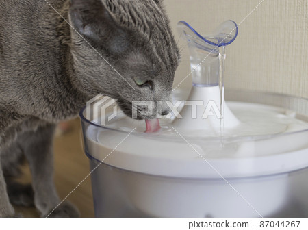 Russian blue drinking water Russian blue drinking water 87044267