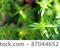 Fresh green rosemary 02 (horizontal) 87044652