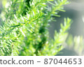 Fresh green rosemary 03 (horizontal) 87044653