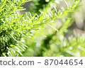 Fresh green rosemary 04 (horizontal) 87044654