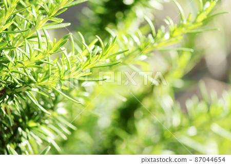 Fresh green rosemary 04 (horizontal) 87044654