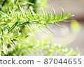 Fresh green rosemary 05 (horizontal) 87044655