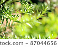 Fresh green rosemary 06 (horizontal) 87044656