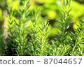 Fresh green rosemary 07 (horizontal) 87044657