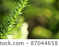 Fresh green rosemary 08 (horizontal) 87044658