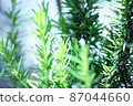 Fresh green rosemary 10 (horizontal) 87044660