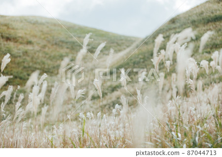 The Susuki of the Sone Plateau 87044713