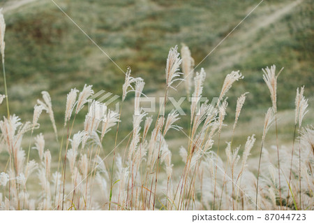 The Susuki of the Sone Plateau The Susuki of the Sone Plateau 87044723